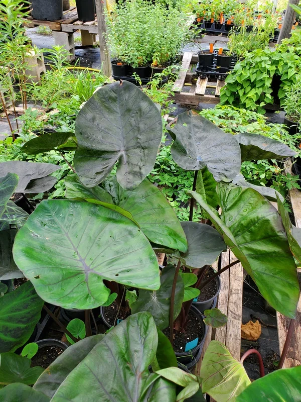 Colocasia esculenta –Chocolate Dwarf Elephant Ear–