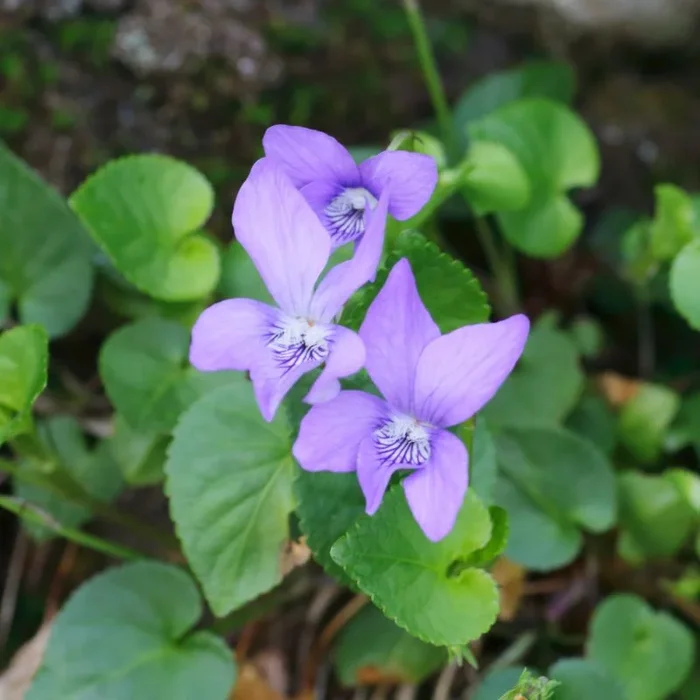 Common Dog Violet 9cm Pot Plants | Viola riviniana