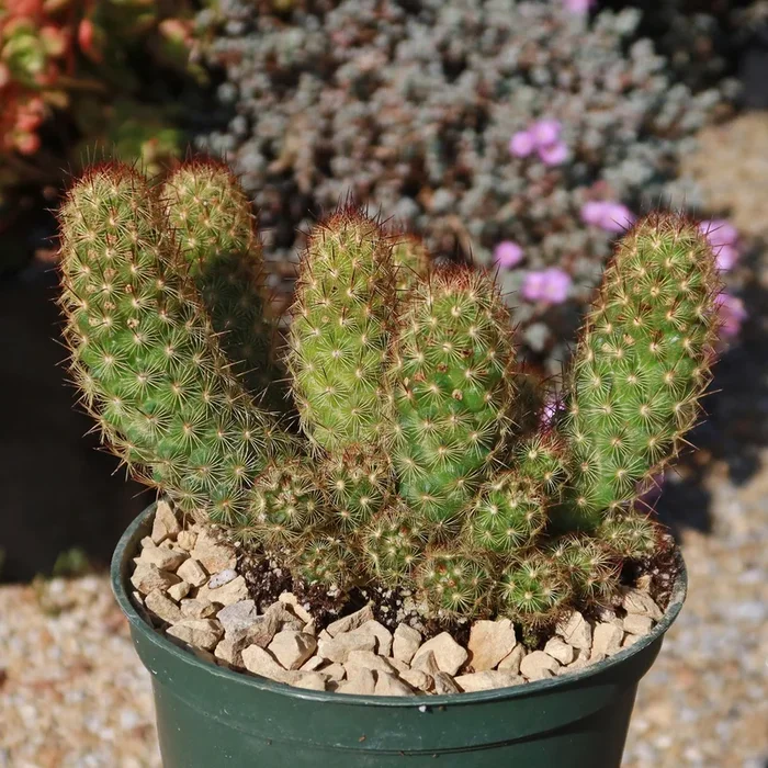 Copper King Cactus – Mammillaria elongata ‘Copper King’