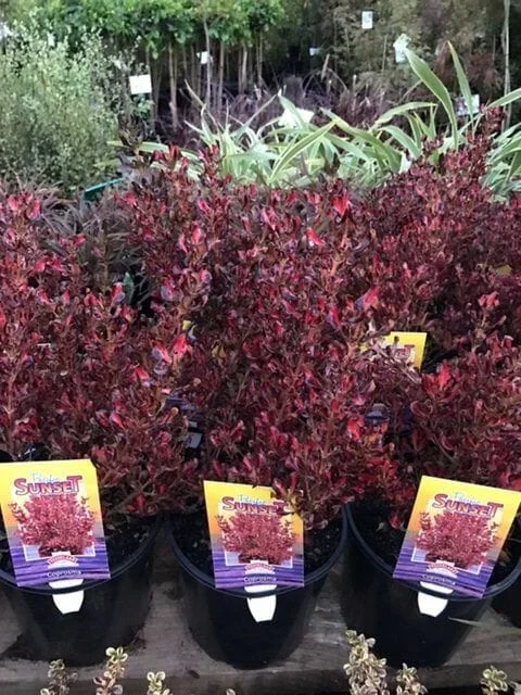 Coprosma ‘Pacific Sunset’