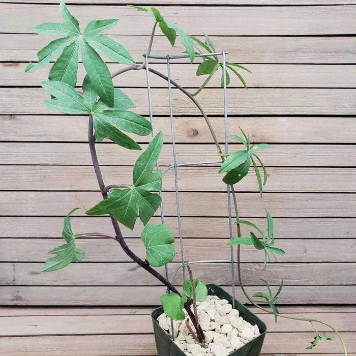 Corallocarpus welwitschii