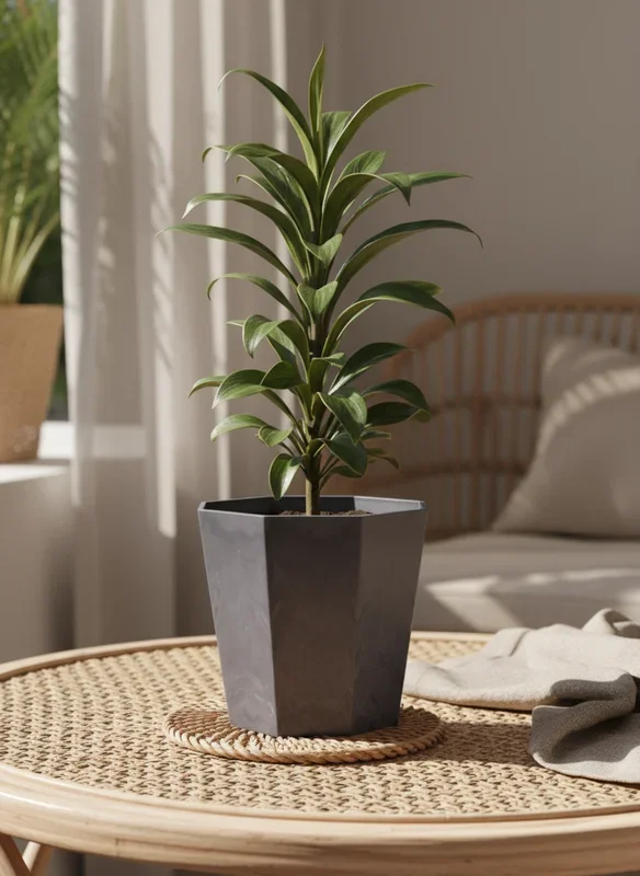 Cordyline ‘Chocolate Queen’