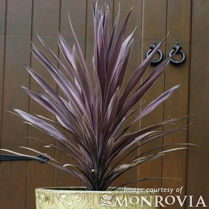 Cordyline Baueri 5gal