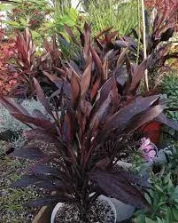 Cordyline fruticosa ‘Caruba Black’