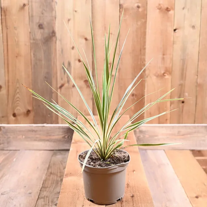 Cordyline Sparkler 2L