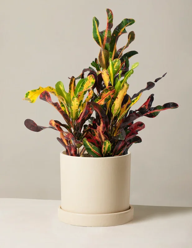 Corkscrew Croton