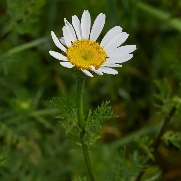 Corn Chamomile Plug Plants | Anthemis arvensis