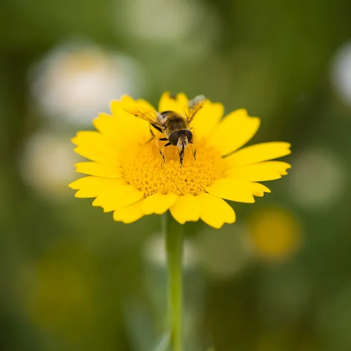 Corn Marigold Wildflower Seed | Glebionis segetum