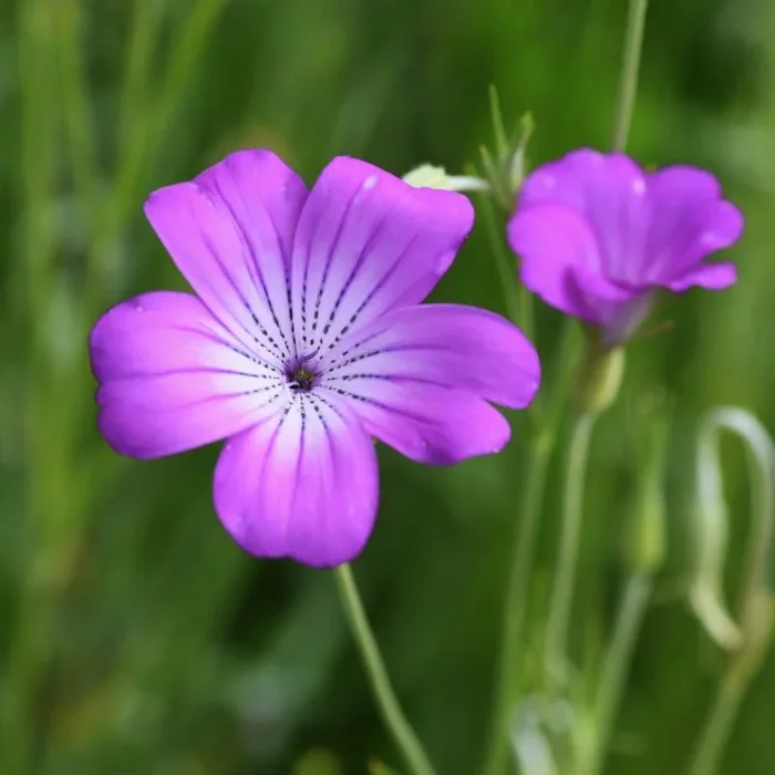 Corncockle Wildflower Seed | Agrostemma githago