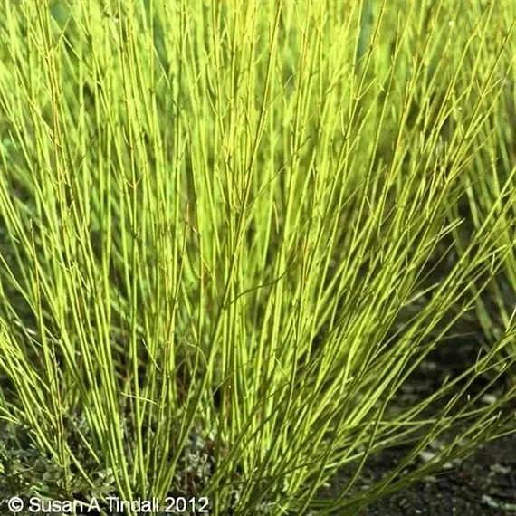 Cornus ‘Flaviramea’ – 4L Pot