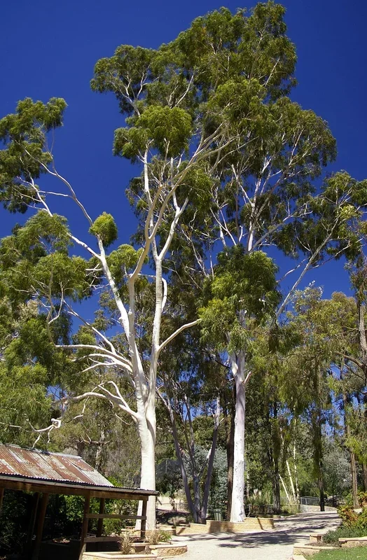 Corymbia ‘Lemon Scented Gum’ 8″ Pot