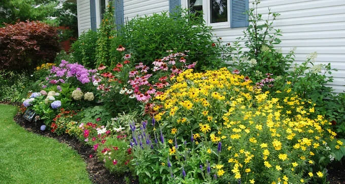 Cottage Plants Package 10 x 8″ Pot