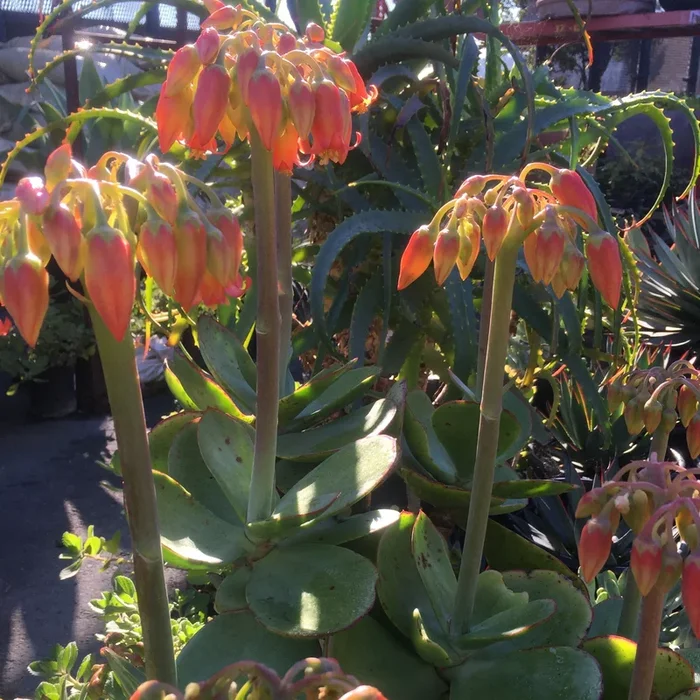 Cotyledon macrantha