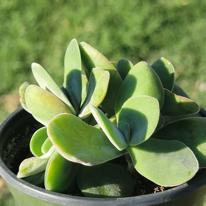 Crassula ‘Dubia’