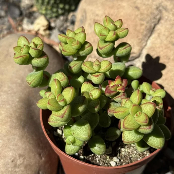 Crassula brevifolia