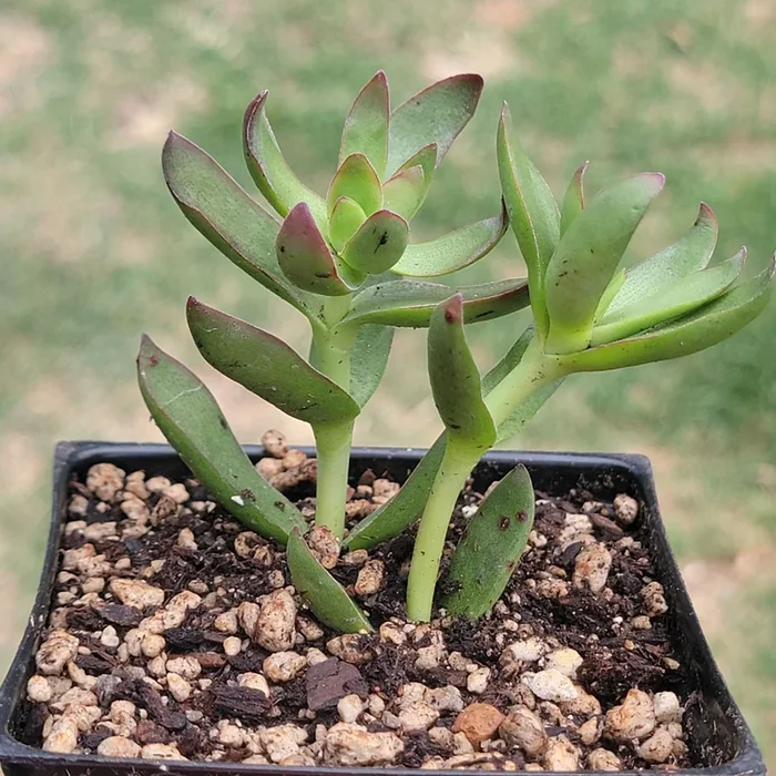 Crassula Dejecta ‘Doily’