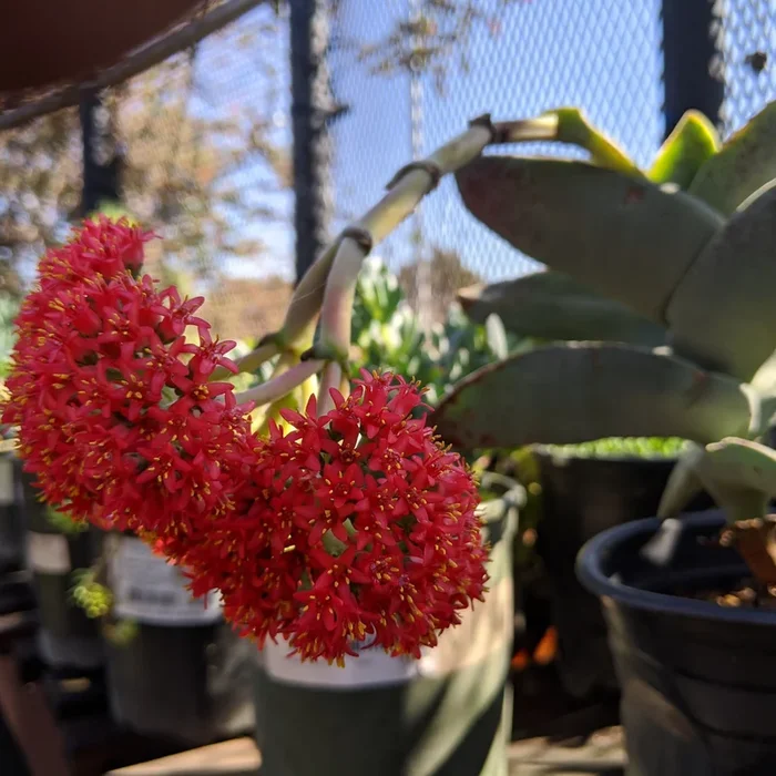 Crassula falcata