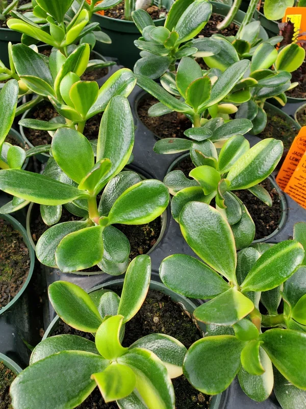 Crassula ovata –Lemon Lime Jade Plant–