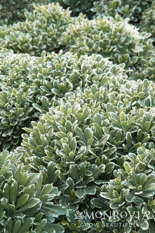 Cream De Mint® Dwarf Pittosporum – Monrovia