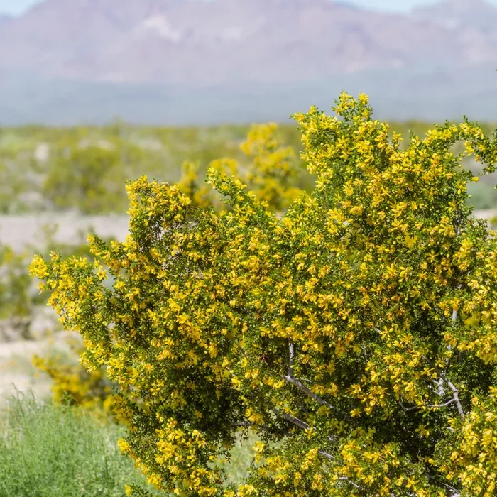 Creosote
