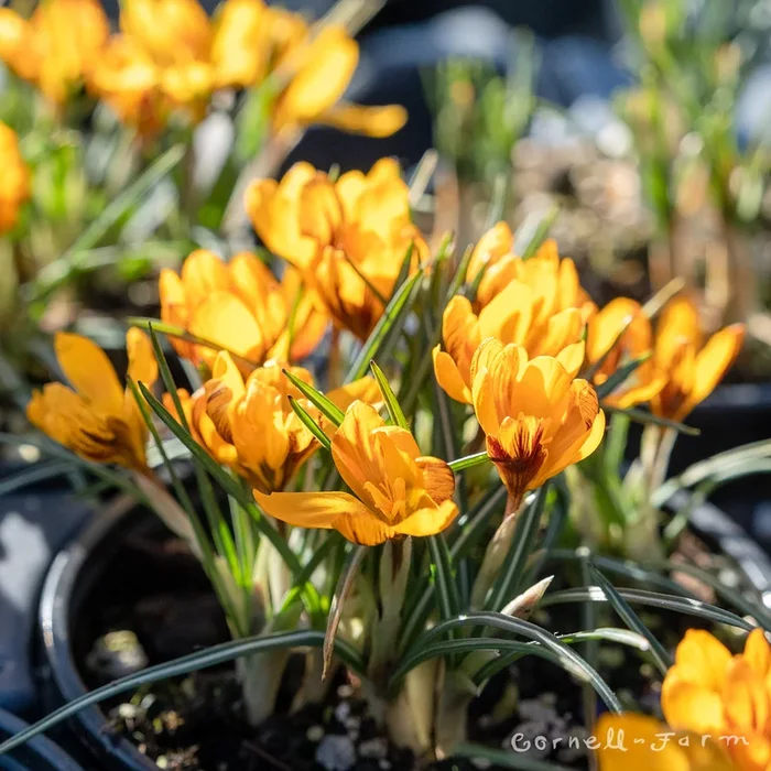 Crocus Orange Monarch 4.25in CF
