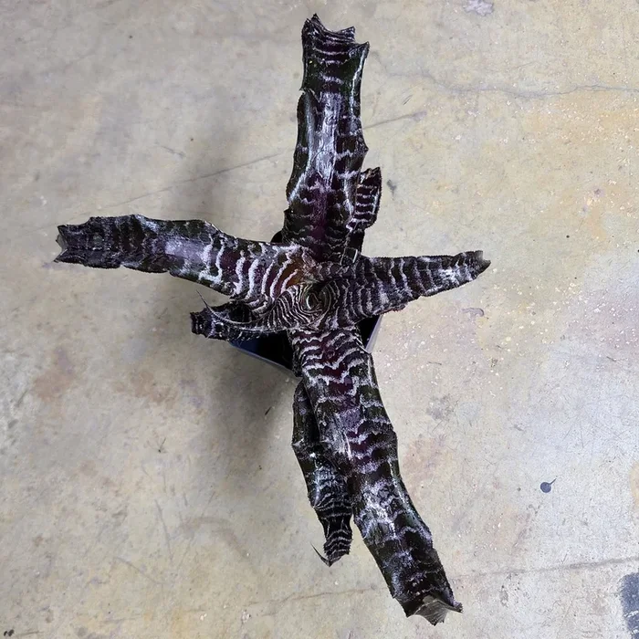 Cryptanthus “Black Mystic”
