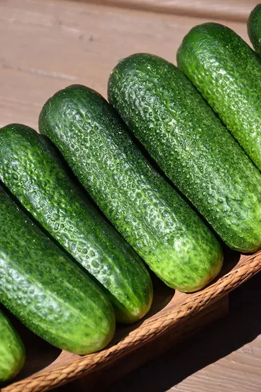 Cucumber Homemade Pickles