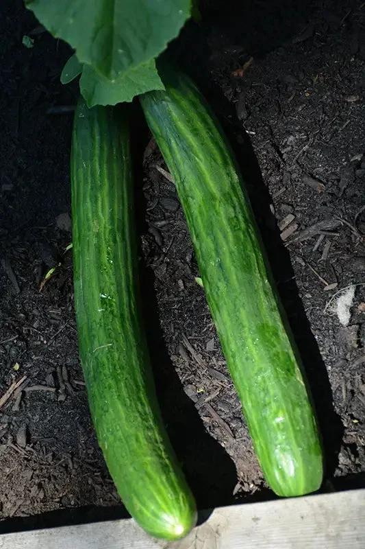 Cucumber Japanese Climbing