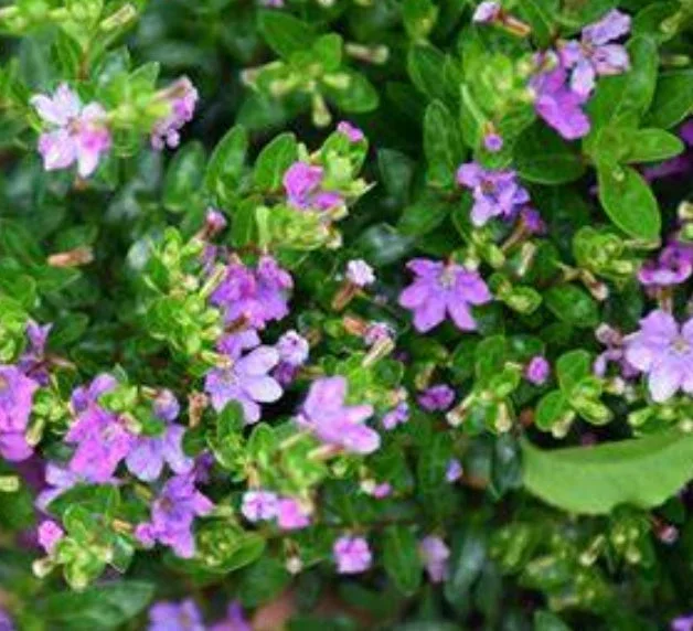 Cuphea hyssopifolia FloriGlory ‘Selena’