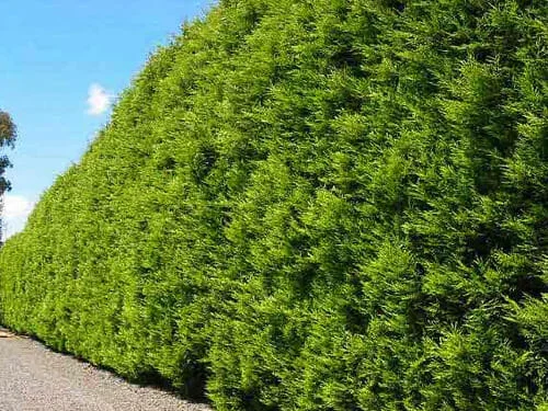 Cupressus ‘Castlewellan Gold’ Conifer 3″ Pot