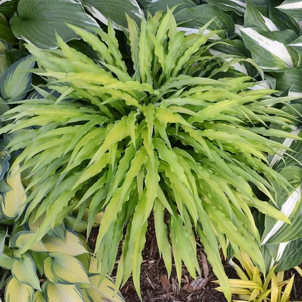 Curly Fries – Dwarf Hosta