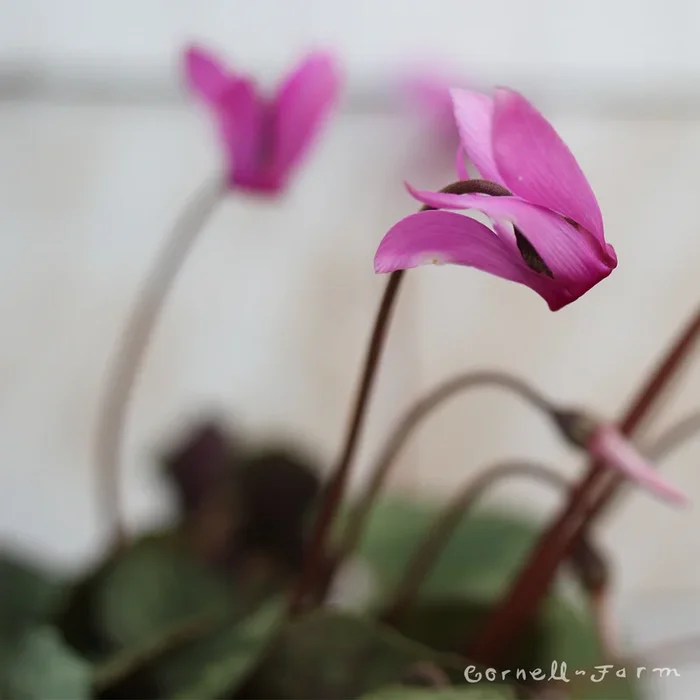 Cyclamen coum Silver Form Qrt.