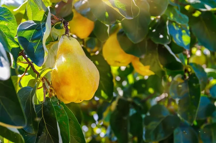 Cydonia ‘Smyrna Quince’