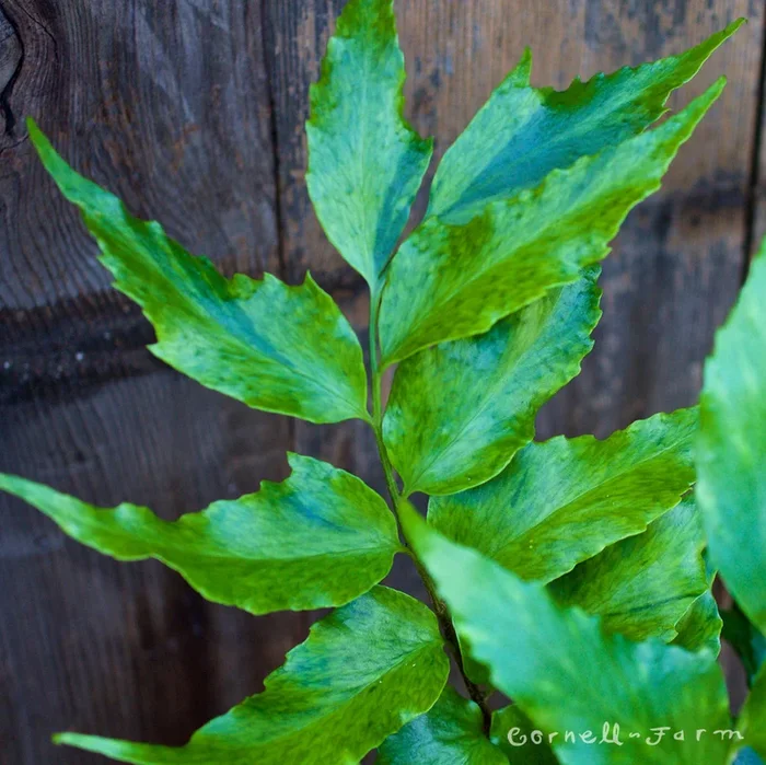 Cyrto falca Rochfordianum Fern RGP 1gal