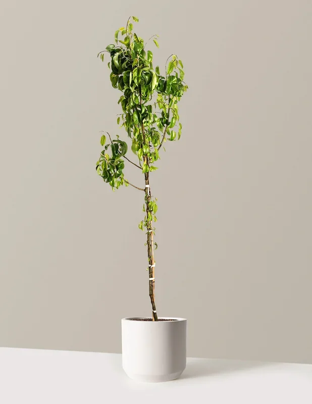 D’Anjou Pear Tree