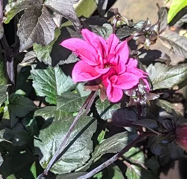 Dahlia ‘Fascination’