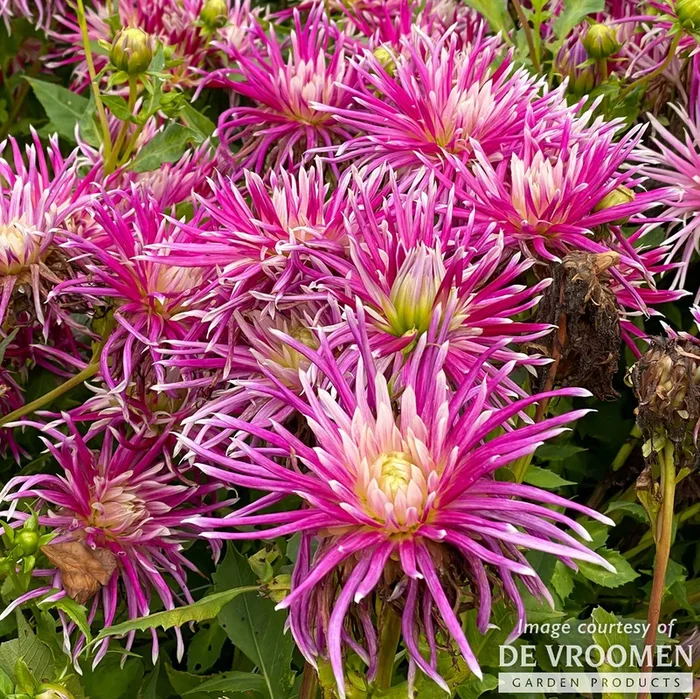 Dahlia Cactus Hollyhill Spider Woman 1ct Pink and White