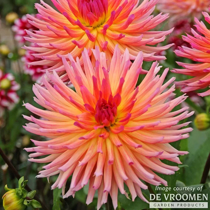 Dahlia Cactus Karma Sangria 1ct Pink with Orange
