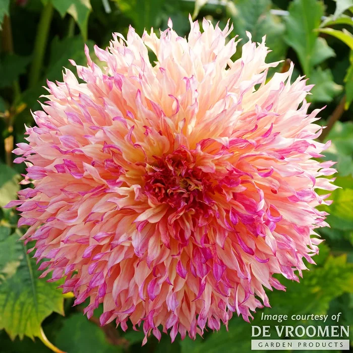 Dahlia Dinnerplate Myrtle’s Folly 1ct Pink/Cream