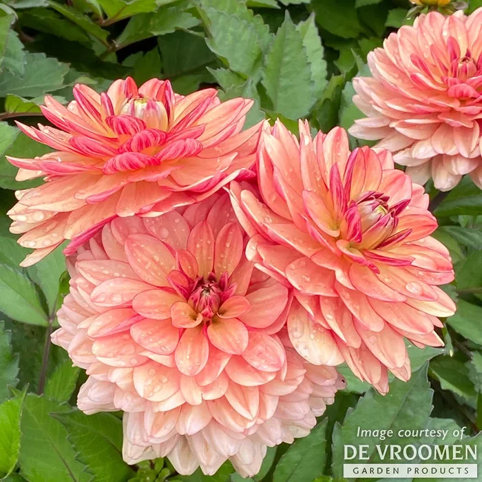 Dahlia GoGo Orange 2gal CF