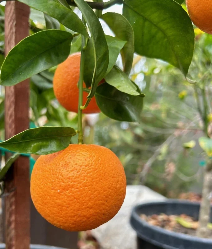 Daisy Mandarin, Semi-dwarf