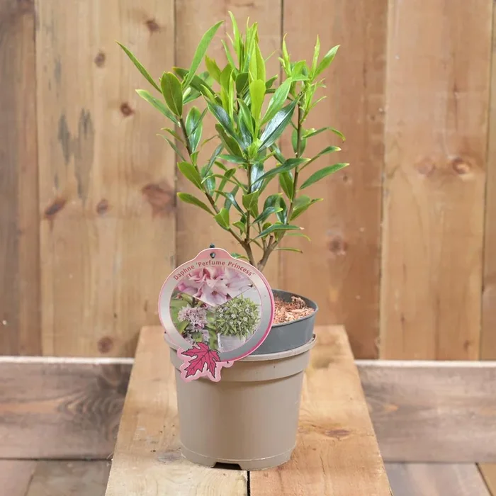 Daphne ‘perfume Princess’ 2L