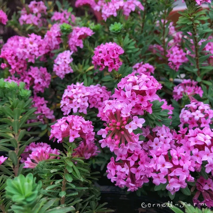 Daphne cneorum Rock Daphne 15-18in