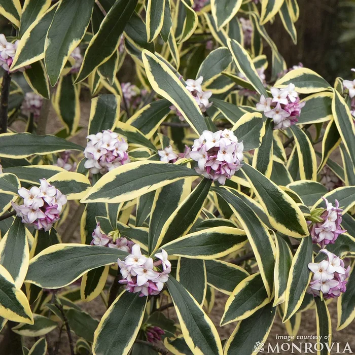 Daphne o. Moonlight Parfait 2gal Winter Daphne