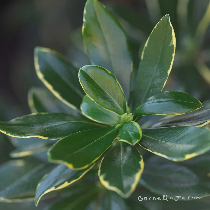 Daphne odora Aureo Marginata 5gal Winter Daphne