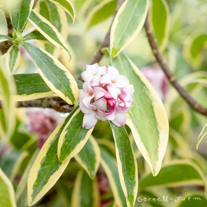 Daphne odora Marianni 5gal Winter Daphne