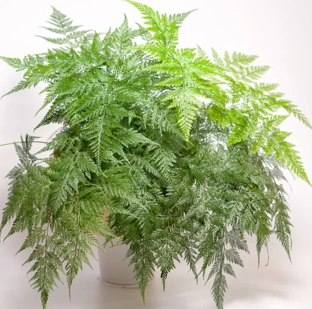 Davallia ‘Rabbit’s Foot Fern’ White 4″ Pot