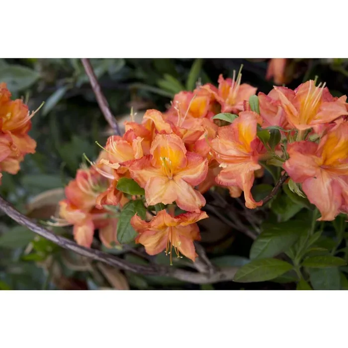 Decidious Azalea Fireworks 5L