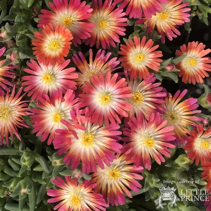 Delosperma Ruby 4.25in Jewel of Desert CF