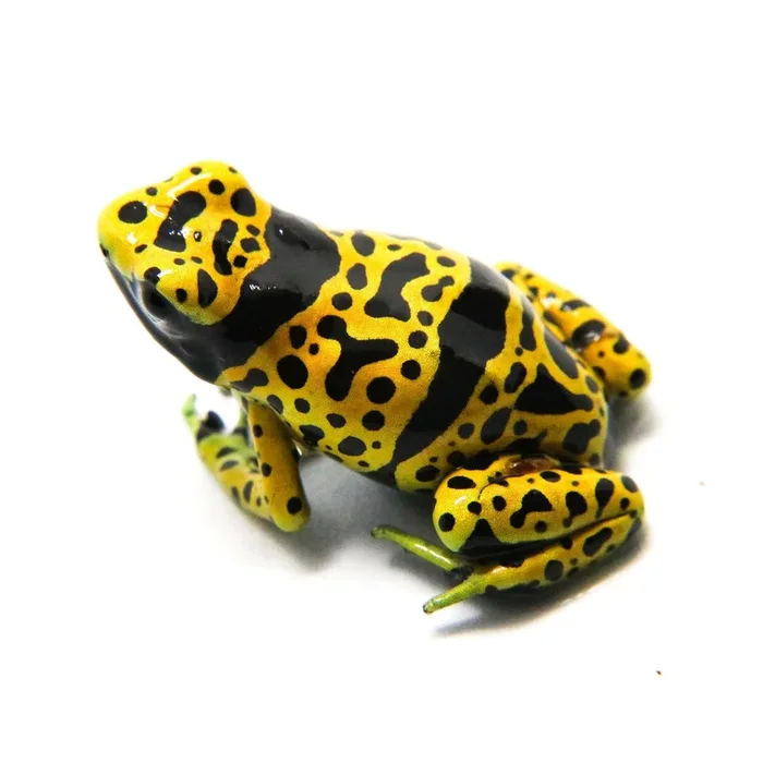 Dendrobates leucomelas “Fine Spot” Tadpole